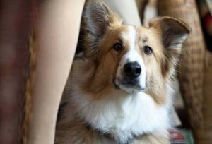 darling companion freeway