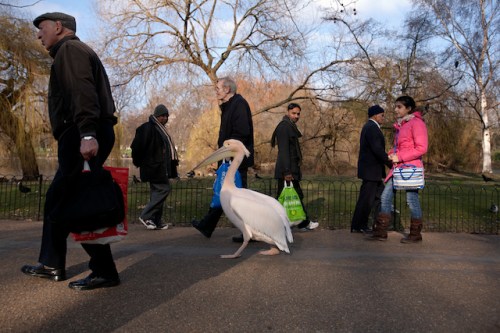 Pelican-Dreams-Pelican-in-the-Park