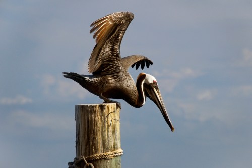 Brown_Pelican_at_Ponce_Inlet_-_Flickr_-_Andrea_Westmoreland