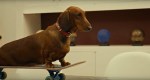 WIENER-DOG-01